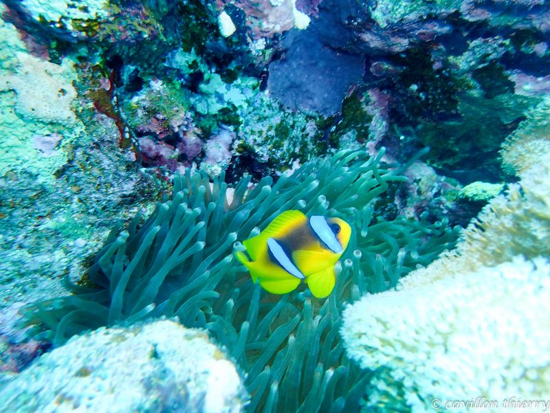 Nemo toujours  adorable